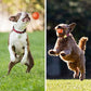 🔥Sista dagen-erbjudande: 49 % rabatt🐶Automatisk, smart hundboll som inte går att bita i