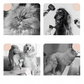 3-in-1 Pet Steam Grooming Brush
